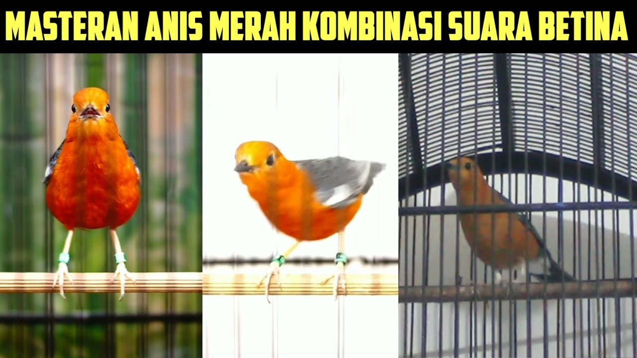 TERAPI MALAM HARI ANIS MERAH NGEPLONG NGECIS NRATAK,MASTERAN ANIS MERAH CEPAT BUNYI