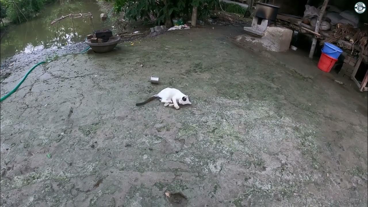 how-do-cats-catch-mouse-youtube