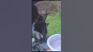 🌿🐈‍⬛A message from Mr. Darcy: Eat your daily greens! - Mr. Darcy, handsome tuxedo cat  #Shorts