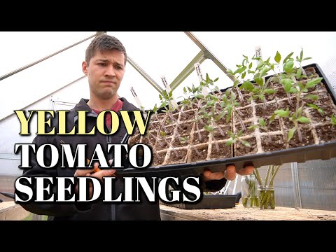 Wideo: Czy sadzonki pomidorów zmieniają kolor na żółte? Znajdź powód