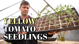 Why Your Tomato Seedlings Leaves Are Turning Yellow | Cotyledon vs True Leaves