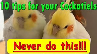 Ten tips that never do with a Cockatiel #bird #cockatiel #parrot #pet #cockatoo #cute #birdlove screenshot 3