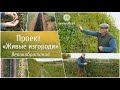 Проект "Живые изгороди"! Великобритания.