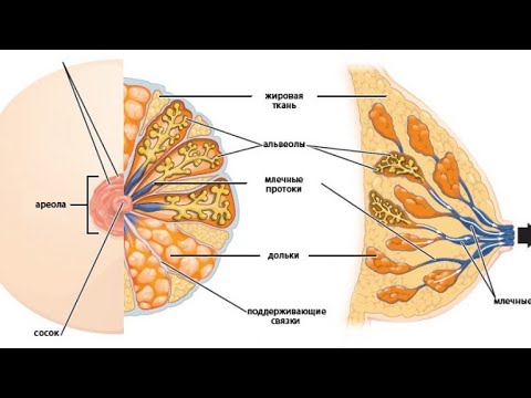 Бейне: Сүт бездерін үлкейтудің 3 әдісі