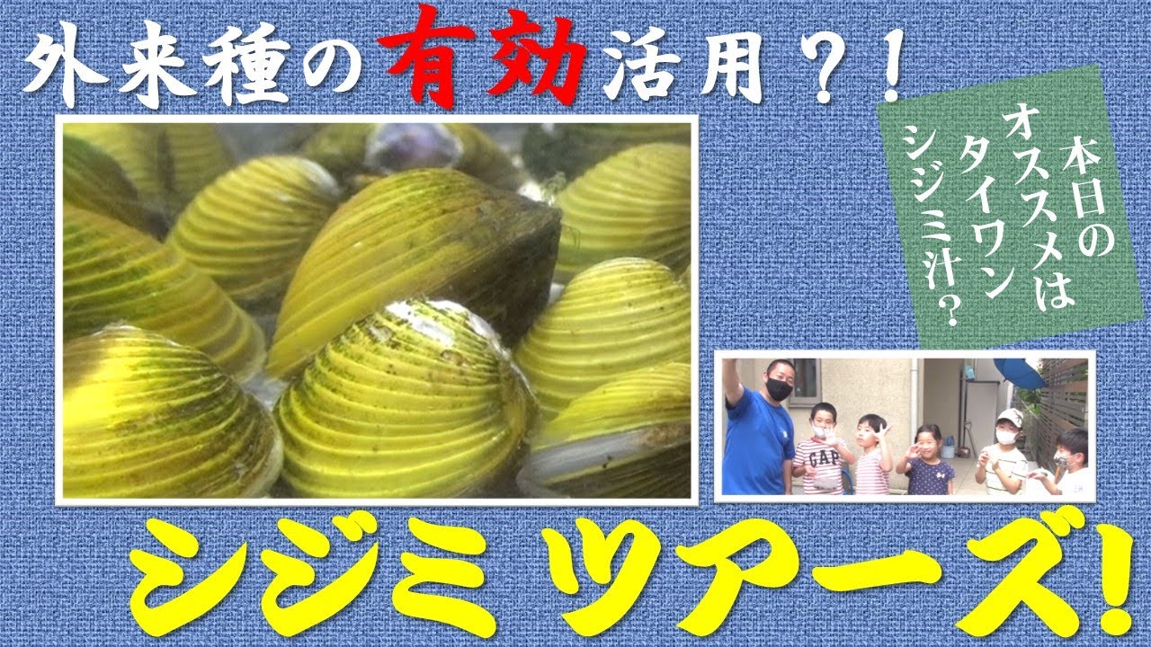 外来種を食べてみた タイワンシジミ Youtube