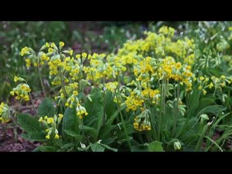 Video: Përhapja e bimëve greke të rigonit – Përdorimi i rigonit grek si mbulesë tokësore