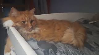 Do not disturb - relaxation mode activated by Satsuma the Cat 86 views 1 month ago 16 seconds