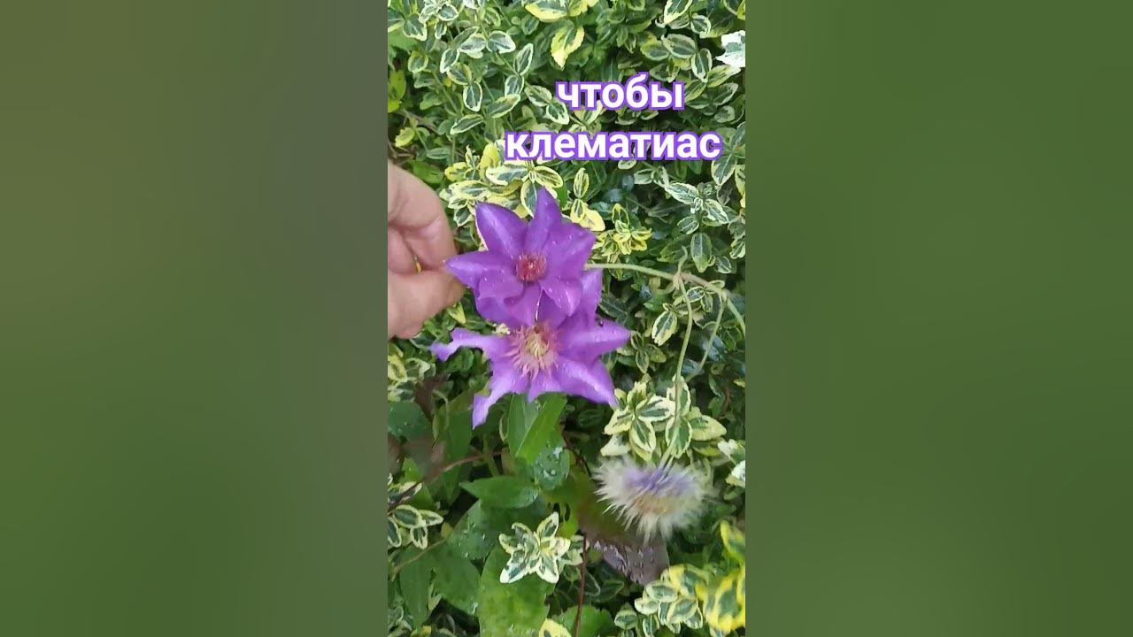 Почему не цветет клематис а дает только. Почему не цветут клематисы а только растут.