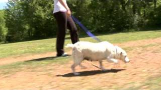 Murray-Calloway County Animal Shelter - Maggie