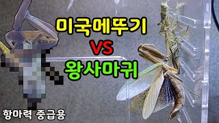 (항마력 중급) 새로운 외래종 미국메뚜기를 왕사마귀가 사냥할 수 있을까? [오브리더]