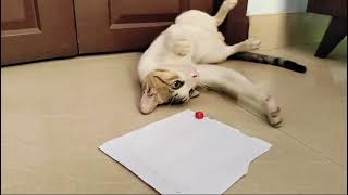 Bloopers of our game full video out in our channel - cat funny video