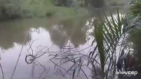 Câu cá rô phi Bình Chánh gắn cầu chợ đệm/ sống và đam mê