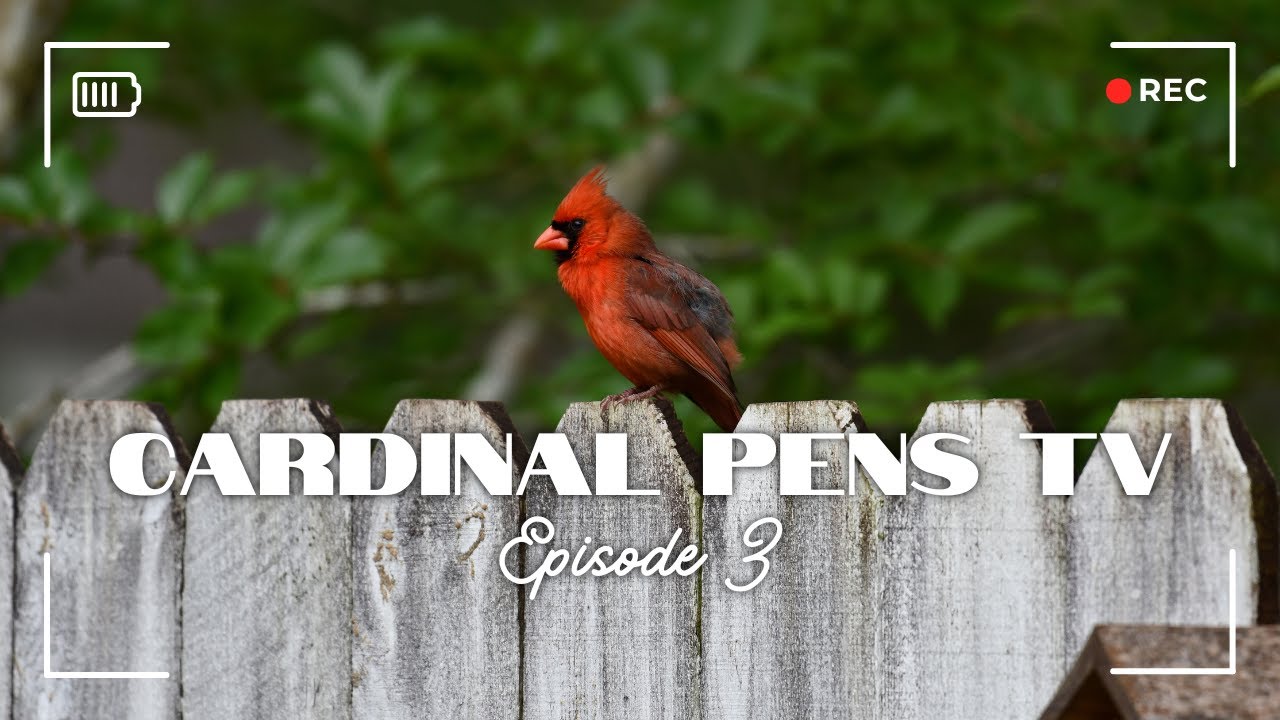 Cardinal Pens TV Эпизод 3 — Мы все еще здесь!