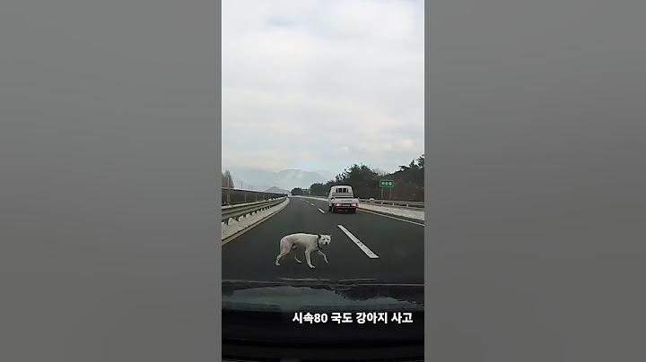 시속80 개 교통사고