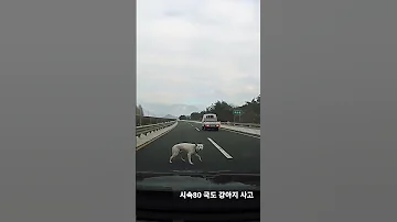 시속80 개 교통사고 