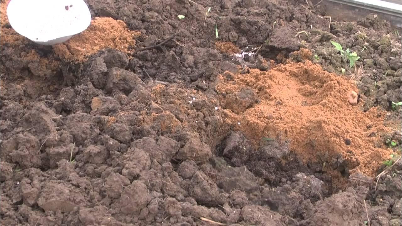 Что внести в почву перед посадкой картофеля. Что внести в почву перед посадкой картофеля
