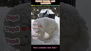 Is this snow… or his new bed forever 🛏🐾#dog #cute #snow #funnypets