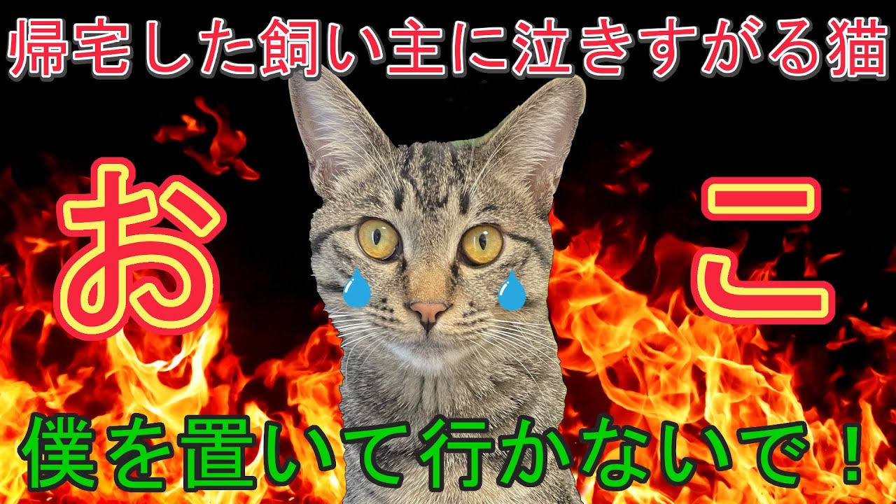【甘えん坊猫】帰宅した飼い主に泣きすがる猫が可愛すぎる件 - YouTube