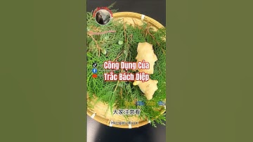 Bạn đã biết công dụng của Trắc Bách Diệp chưa?