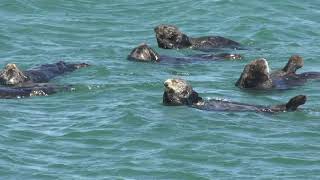 Bringing Back Sea Otters Could Help Oregon’s Kelp Forests And People