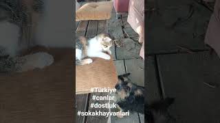 Can Dostlarımız