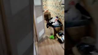 рандомное видео из галереи