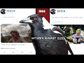 The Australian Magpie Natures Biggest Dick