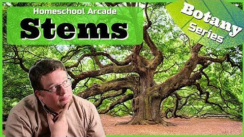 Stems | Functions, Anatomy, & Types of Stems