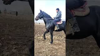 The best horses part13 #horse #animals #shorts #horseplanet #horses #planetofanimals #newvideo #4k