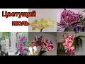 Шикарное цветение орхидей на лоджии и на северном окне/Сого Юкидан,  Дикий кот, Лиодоро,  Леонтин...