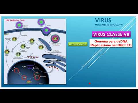 virus  meccanismi replicativi
