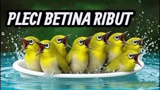 PLECI BETINA RIBUT