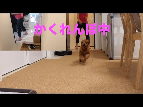 【犬とかくれんぼ】飼い主を探している姿が可愛すぎてたまりません！