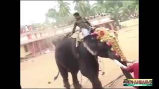 Elephant Kills Man   Angry Elephants attacking Humans and Wrecking Objects Compilation