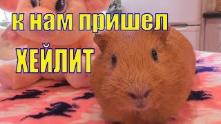 ХЕЙЛИТ У МОРСКОЙ СВИНКИ /ЛЕЧЕНИЕ/ ВСЕ МОИ ПИТОМЦЫ ХЕЙЛИТ У МОРСКОЙ СВИНКИ /ЛЕЧЕНИЕ/ ВСЕ МОИ ПИТОМЦЫ