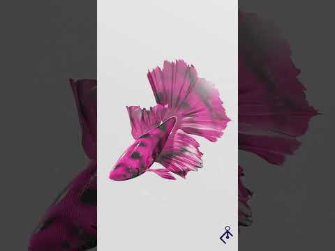 Pesci 3D Blender