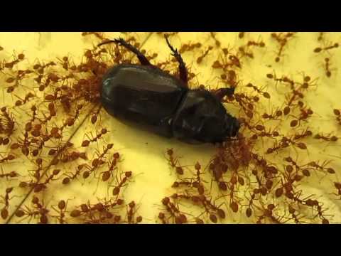 Ants And Mupli Beetle