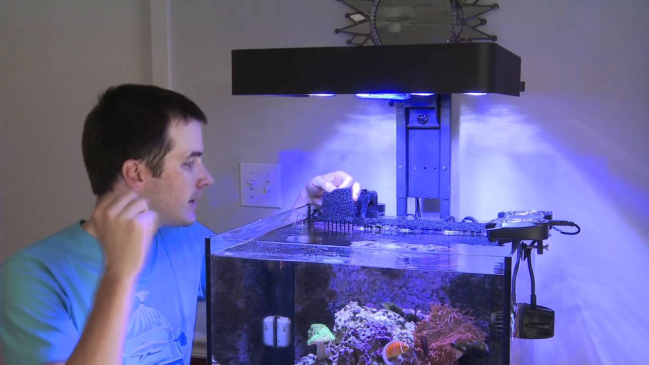 how to videos on tiktok Mr. Saltwater Tank TV Friday AM Quick Tip #48: I'm a Little Brother and Don't Forget About Me