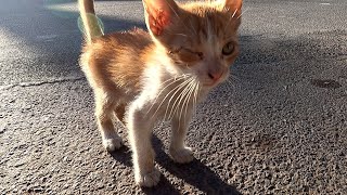 rescue & saving a poor kitten abandoned in street no one see him by ANIMAL TUBE 1,793 views 4 months ago 18 minutes