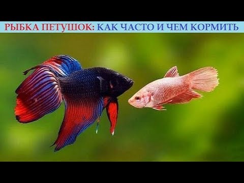 Рыбка петушок: как часто и чем кормить. Полезные советы