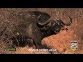 full episode "Bowhunting Cape Buffalo" RAZOR DOBBS ALIVE