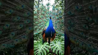 🦚 Relax Instantly with Rain & Nature | Beautiful Peacock Rain Serenity