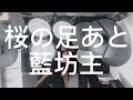 桜の足あと /  藍坊主 ドラムでした。