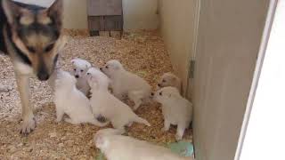 White German Shepherd puppies 4 weeks old meet Aurora, Donner, Trillian, Cinnamon and Merlin