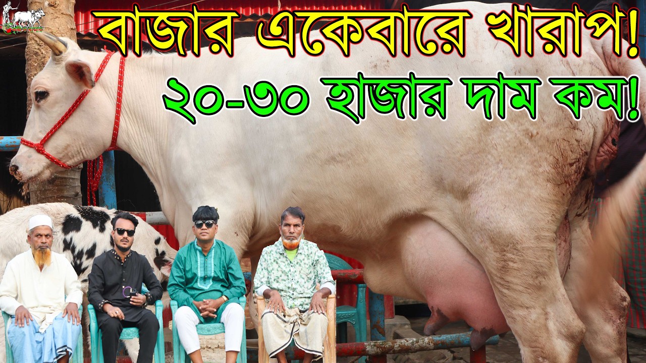 কাউন্সিলর সুলতান ভাইয়ের মাথানষ্ট দামে গাভীর প্রতিবেদন। বাংলাদেশ চ্যালেঞ্জ দামে সব ভাইরাল গাভী কিনুন।