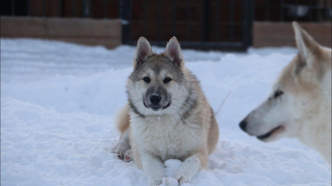 Реакция щенка на поводок - YouTube