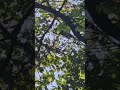 howler monkey, Manuel Antonio Park, Costa Rica