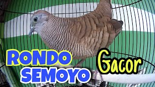 Download Lagu Suara Spesial Perkutut Rondo Semoyo, Memancing Bunyi‼️ MP3