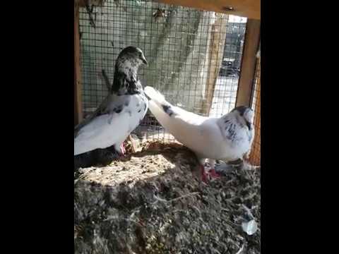 35 wale sialkoti breed (original Breed)-Heart Emotional Breed - YouTube