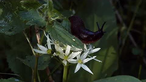 antherium - ARP 2600M / PWM Malevolent